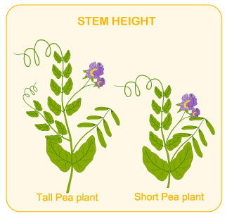 mendel and his work, mendel's seven traits, flower color, flower position, seed shape, seed color, stem heigh, pod shape, pod color, dihybrid cross, m